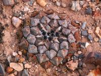 Ariocarpus_lloydii_GM_1620.jpg