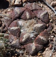 Ariocarpus_lloydii_GM_1622.8.jpg