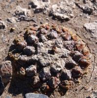 Ariocarpus_lloydii_GM_1626.2.jpg