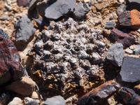 Ariocarpus_lloydii_GM_1627.jpg