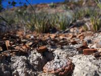 Ariocarpus_lloydii_GM_1628.7.jpg