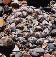 Ariocarpus_lloydii_GM_1633.jpg
