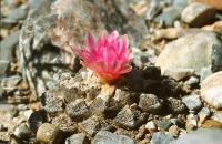 Ariocarpus_lloydii_GM_615.1.jpg