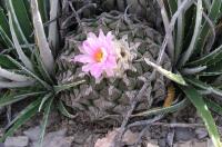 Ariocarpus_lloydii_GM_906.1.jpg