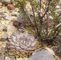 Ariocarpus_retusus_GM_1041.1.jpg