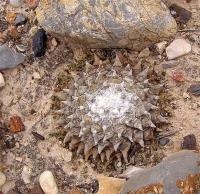 Ariocarpus_retusus_GM_1046.3.jpg