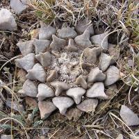 Ariocarpus_retusus_GM_1047.1..jpg
