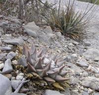 Ariocarpus_retusus_GM_1075.2.jpg