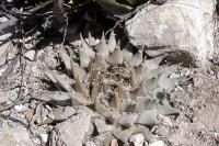 Ariocarpus_retusus_GM_1103.jpg