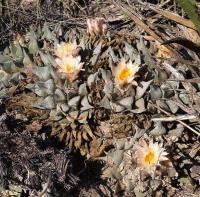 Ariocarpus_retusus_GM_1238.2.jpg
