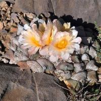 Ariocarpus_retusus_GM_1240.1.jpg