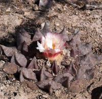 Ariocarpus_retusus_GM_1247.2.jpg