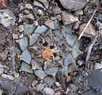 Ariocarpus_retusus_GM_1250.4.jpg