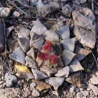 Ariocarpus_retusus_GM_1251.10.jpg