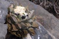 Ariocarpus_retusus_GM_1351.9.jpg