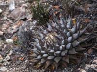 Ariocarpus_retusus_GM_1530.jpg