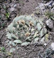 Ariocarpus_retusus_GM_262.jpg