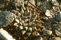 Ariocarpus_retusus_GM_592.jpg