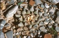 Ariocarpus_retusus_GM_604.jpg