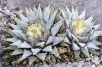 Ariocarpus_retusus_GM_789.jpg