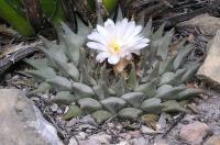 Ariocarpus_retusus_GM_794.jpg