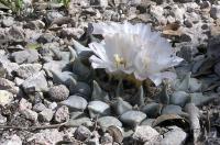 Ariocarpus_retusus_GM_800.jpg