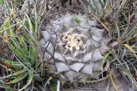Ariocarpus_retusus_GM_840.jpg