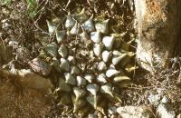 Ariocarpus_retusus_bicolor_GM_598.jpg