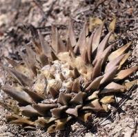 Ariocarpus_retusus_elongatus_GM_1255.2.jpg