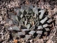 Ariocarpus_retusus_pulcherrimus_GM_1358.jpg