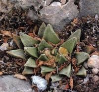 Ariocarpus_retusus_v._scapharostroides_GM_1257.6.jpg