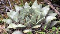 Ariocarpus_retusus_v._scapharostroides_GM_1358.jpg