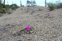 Ariocarpus_scapharostrus_GM_136.jpg