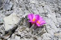 Ariocarpus_scapharostrus_GM_817.jpg