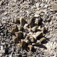 Ariocarpus_scaphirostris_GM_1095.jpg