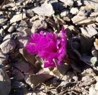 Ariocarpus_scaphirostris_GM_1246.15.jpg
