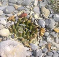 Ariocarpus_trigonus_GM_1003.6.jpg