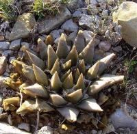 Ariocarpus_trigonus_GM_1072.2.jpg