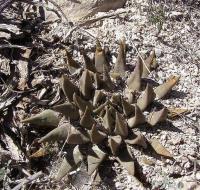 Ariocarpus_trigonus_GM_1093.jpg