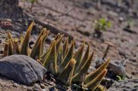 Ariocarpus_trigonus_GM_1355.9.jpg