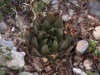 Ariocarpus_trigonus_GM_1649.16.jpg