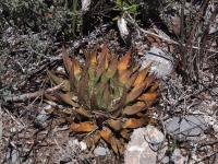 Ariocarpus_trigonus_GM_1657.3.jpg