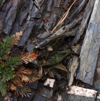 Ariocarpus_trigonus_GM_1659.4.jpg