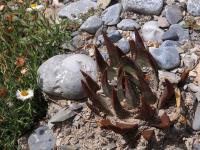 Ariocarpus_trigonus_GM_1669.2.jpg