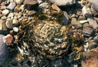 Ariocarpus_trigonus_GM_377.jpg