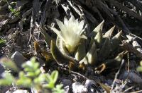 Ariocarpus_trigonus_GM_804.6.jpg
