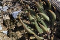 Ariocarpus_trigonus_v._elongatus_GM_1356.2.jpg