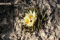 Ariocarpus_trigonus_v._elongatus_GM_137.jpg