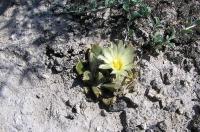 Ariocarpus_trigonus_v._horacekii_GM_807.4.jpg