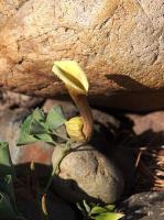 Aristolochia_bridgesii_GM_1463.4.jpg